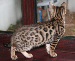 Katsumi