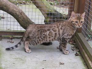 Junglefire brown rosetted Bengal kitten