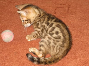 Junglefire Magic Merlin