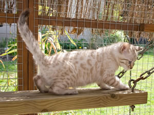 Junglefire Puffball