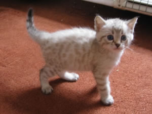 Junglefire Puffball