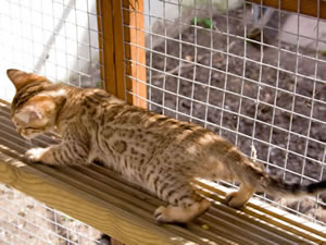 Junglefire Bengal kitten