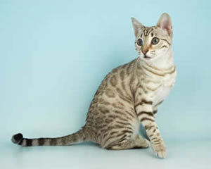 SGC Wildsidebengals Jadis of Junglefire