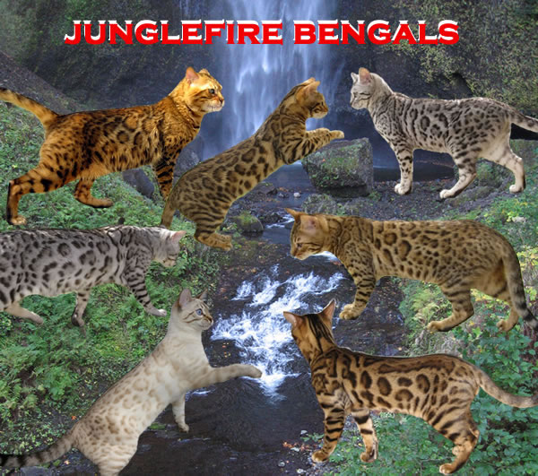 bengal cat