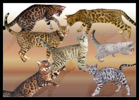 bengal cat