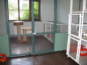 Junglefire kitten room
