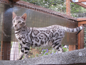 jungleifrebengalkitten