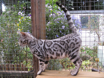 junglefirebengalkitten