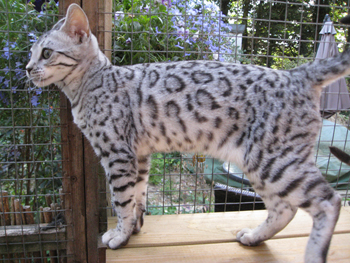 junglefirebengalkitten