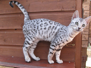 junglefirebengalkitten