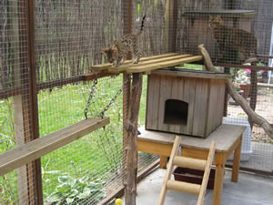 Junglefire bengals play area