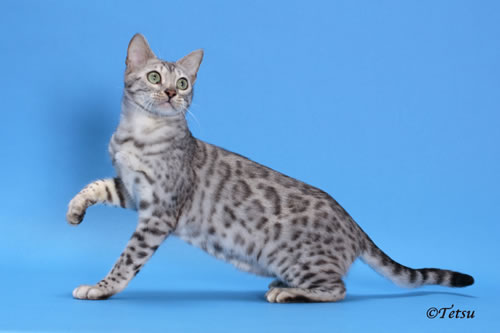 SGC JUnglefire Minutes To Midnight silver rosetted bengal cat