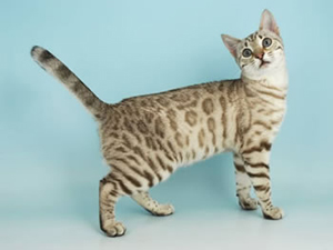 SGC Wildsidebengals Jadis of Junglefire