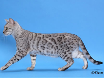 RW SGC Junglefire Minutes To Midnight