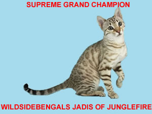 SGC Wildsidebengals Jadis of Junglefire