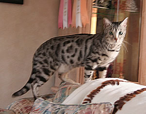 Triple Grand Champion Junglefrost Milady Dwinter