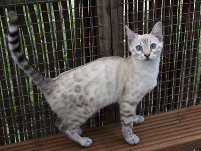 Junglefire Bengal