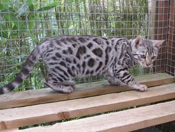 Junglefire Black Diamond