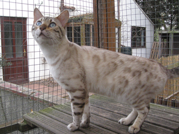 Junglefire Bengal