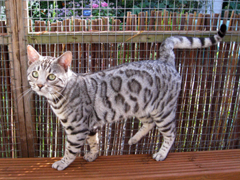 Junglefire Bengal