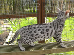 Poshpaws Twilght of Junglefire