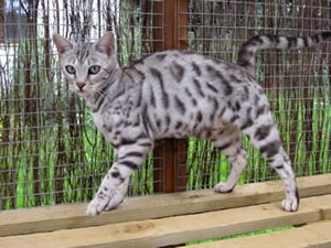 TGC Junglefrost Milady Dwinter